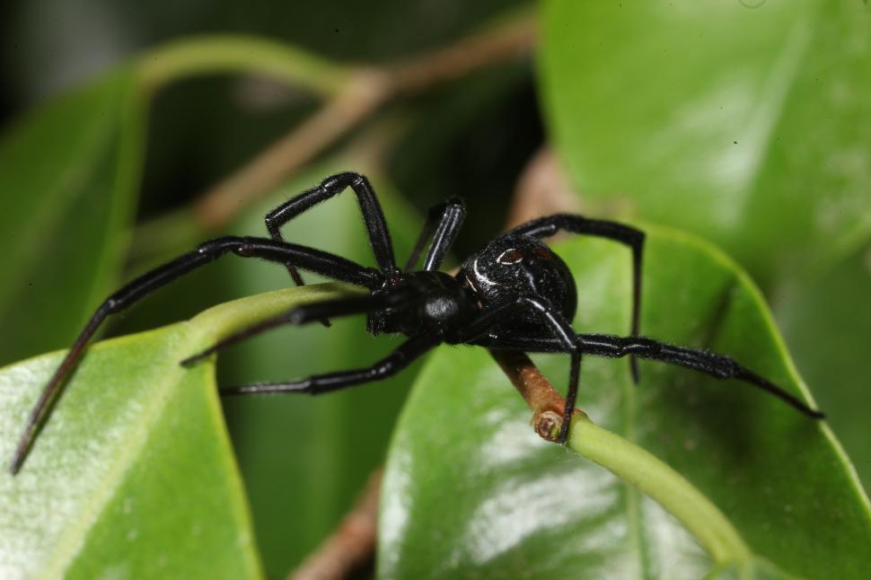 Free Image of Black Widow Spider 