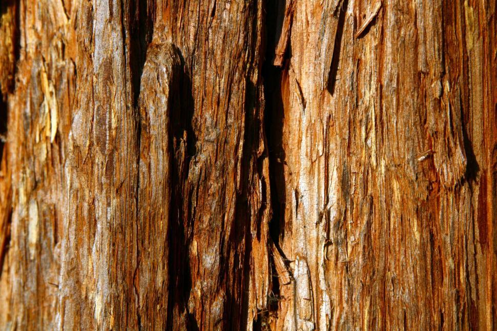 Free Image of Tree 