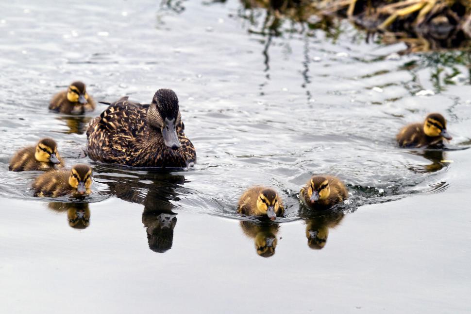 Free Image of Baby Mallard Ducks 