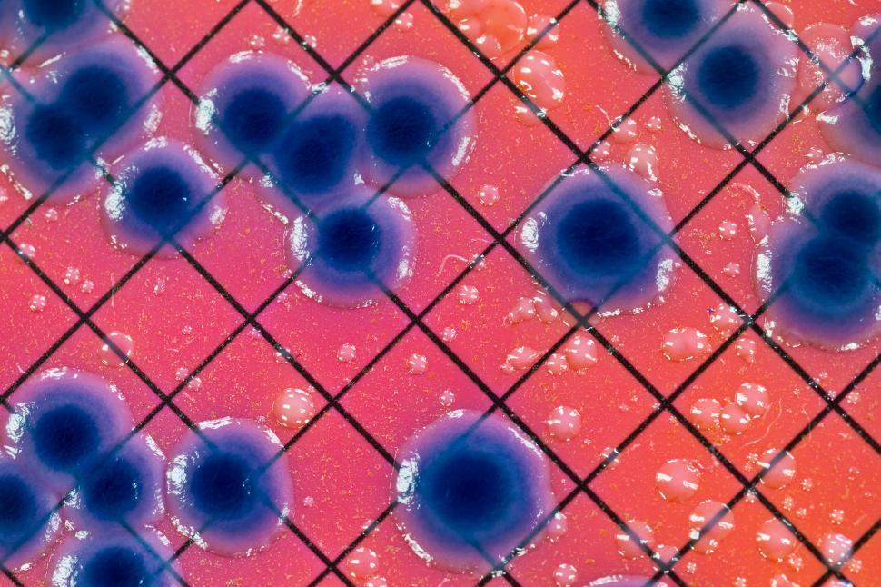 Free Image of E. coli 