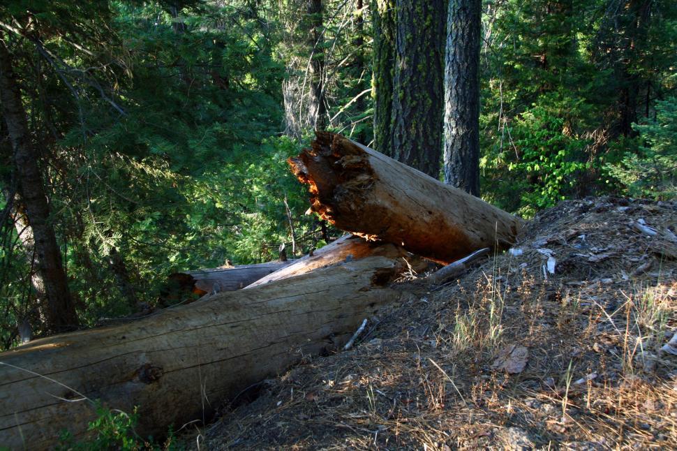 Free Image of Seqouia National Forest 