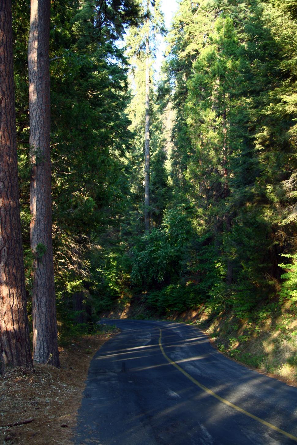 Free Image of Seqouia National Forest 