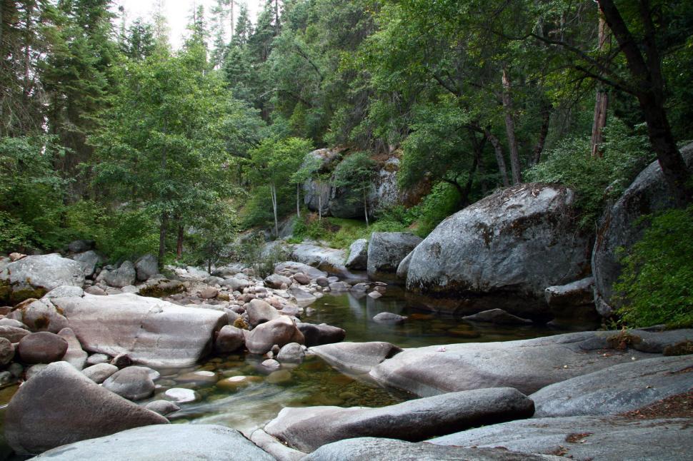 Free Image of Seqouia National Forest 