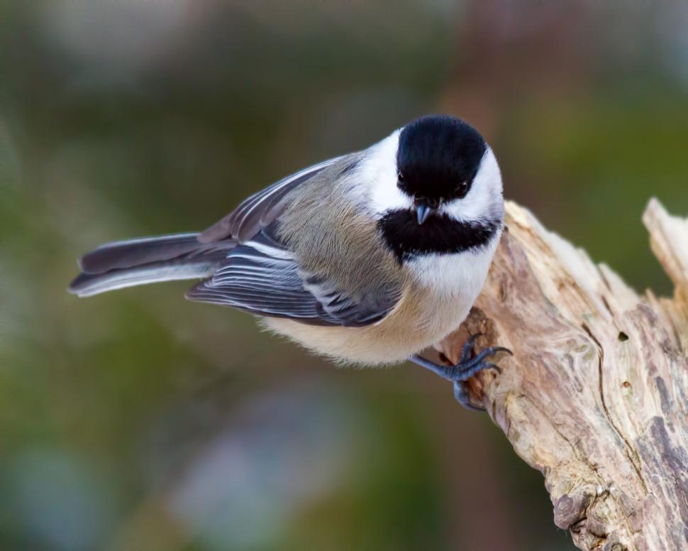 Free Image of Bird 
