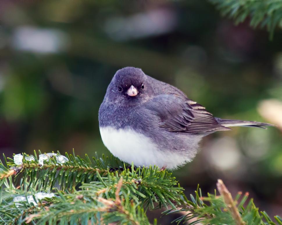 Free Image of Bird 