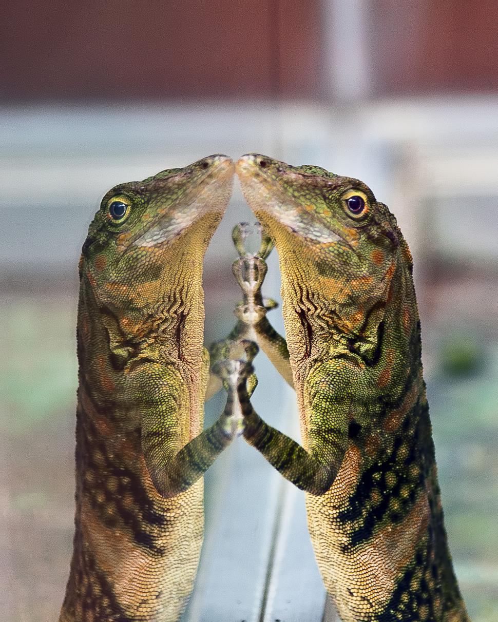 Free Image of Lizard 