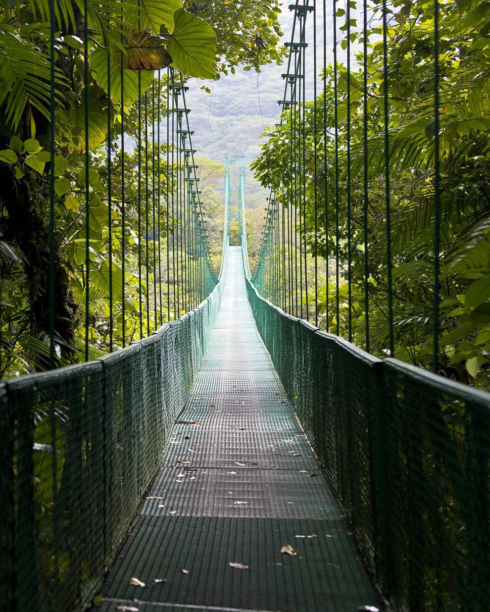Free Image of Bridge in Forest 