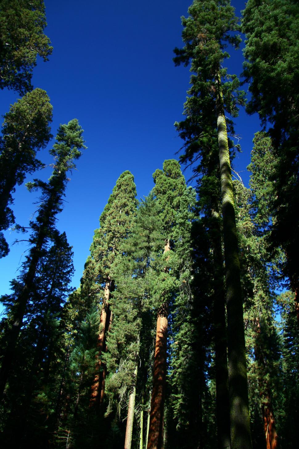 Free Image of Seqouia National Forest 
