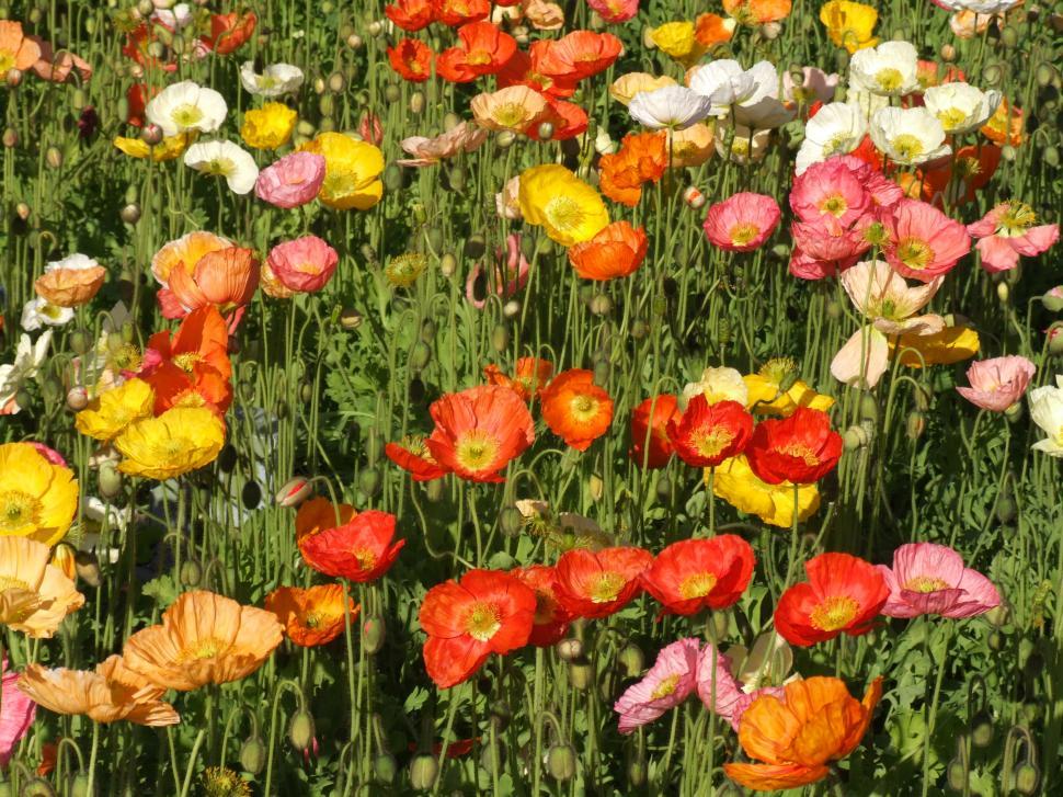 Free Image of Poppies 