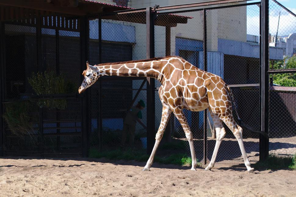 Free Image of Giraffe 