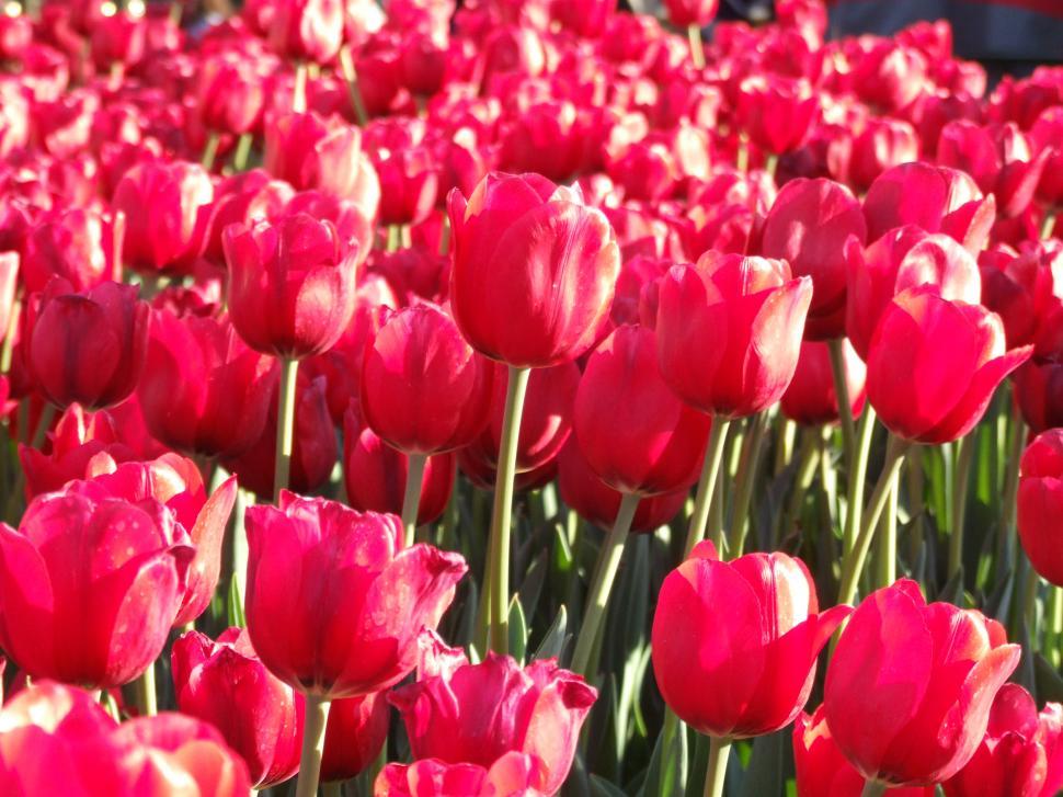 Free Image of Tulips 