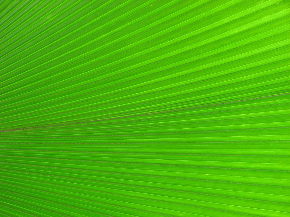 Free Image of Closeup of a bright green tropical leaf 