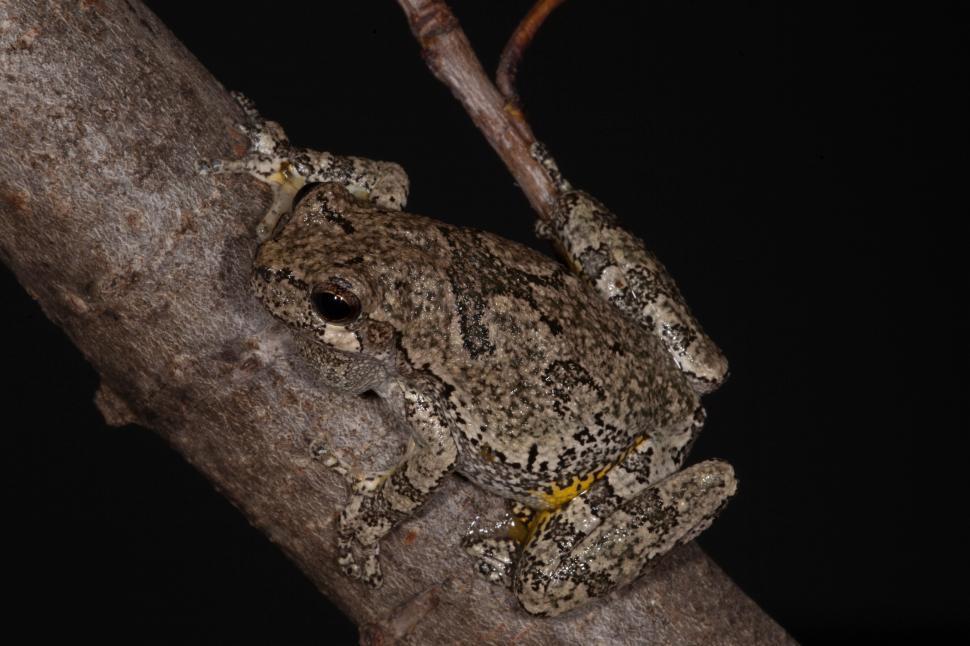 Free Image of Grey Treefrog 