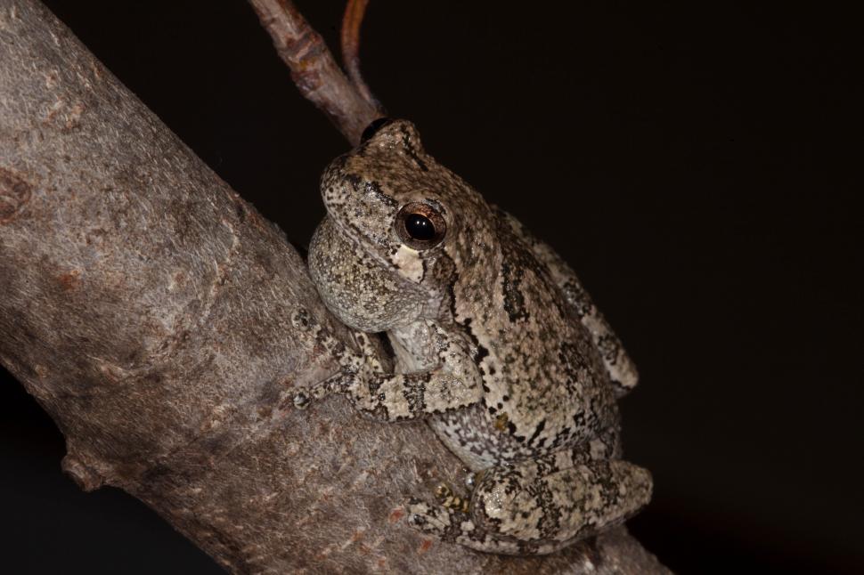 Free Image of Grey Treefrog 