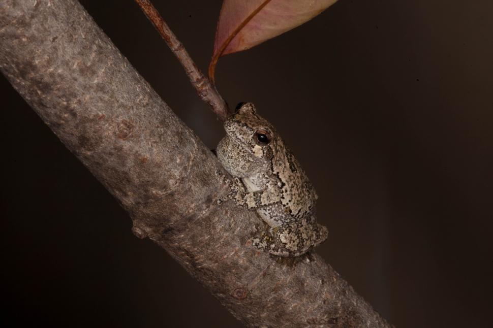 Free Image of Grey Treefrog 