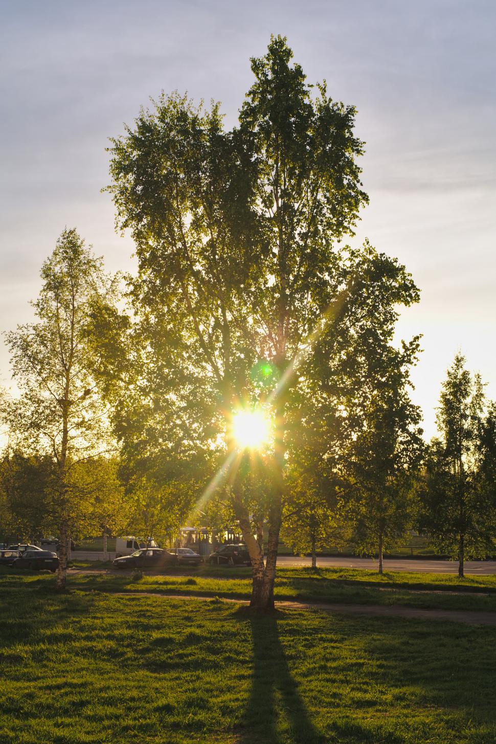 Free Image of Sun shining through a tree 