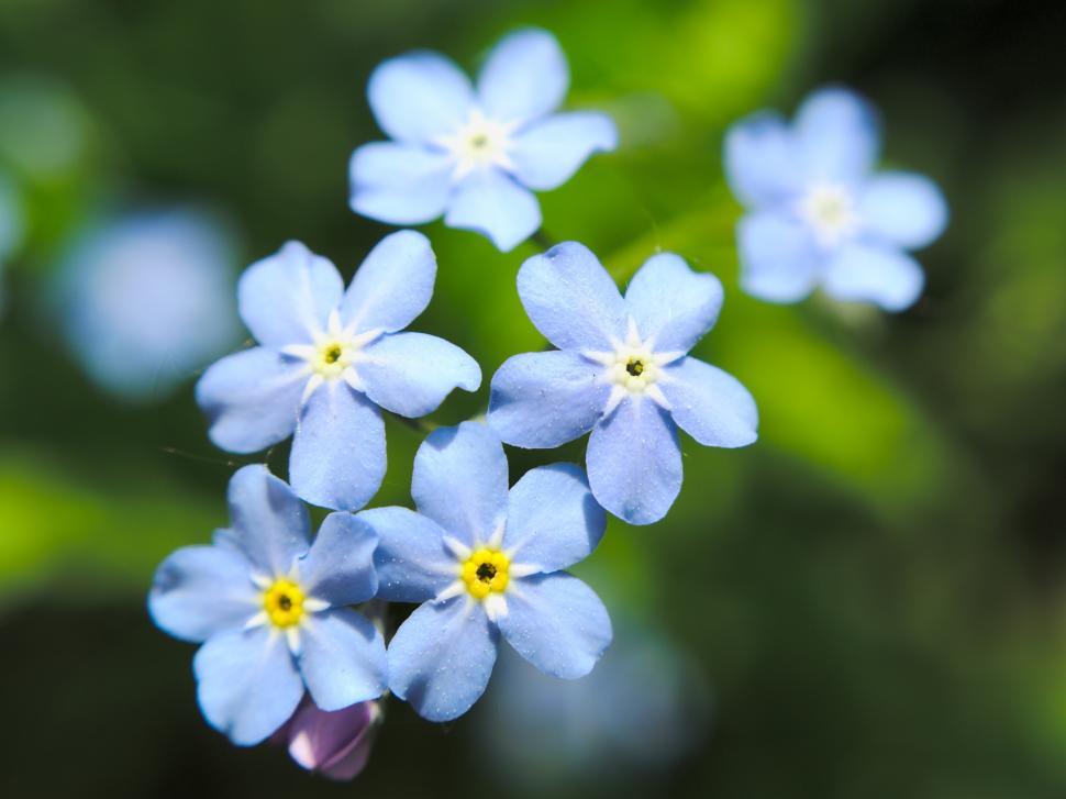 Free Image of Tiny blue flowers 
