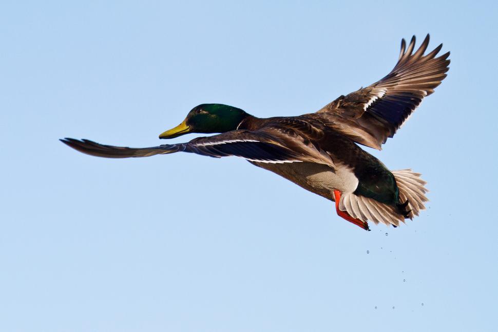 Free Image of Duck 