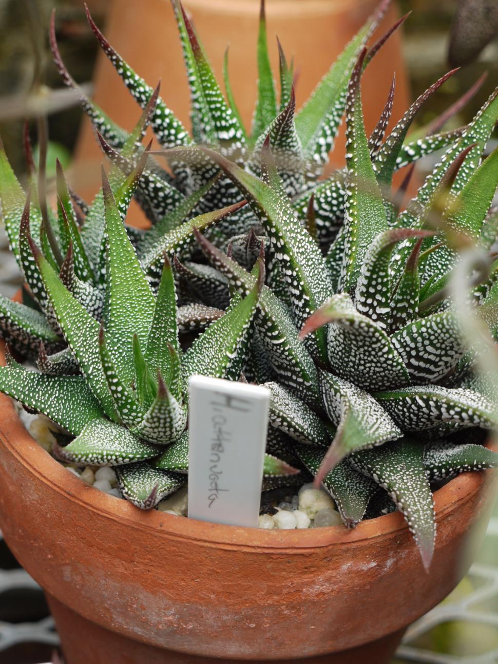 Free Image of Succulent Plant Haworthia Attenyata 