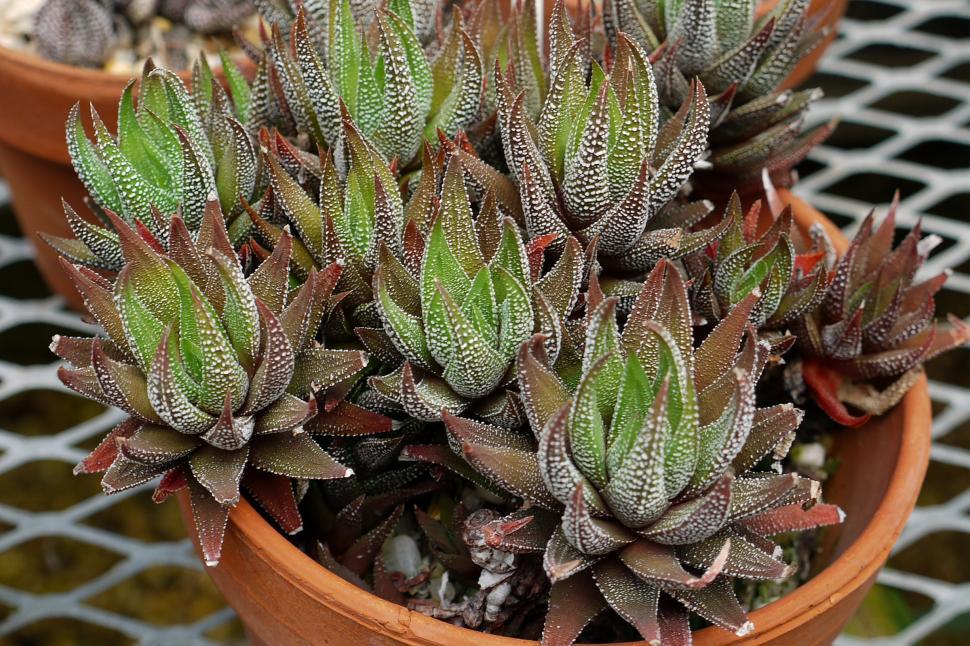 Free Image of Succulent Plant Haworthia Minima 