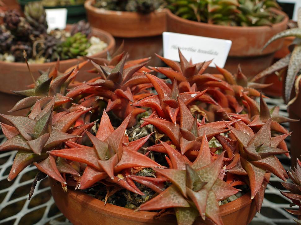 Free Image of Succulent Plant Haworthia Tesselata  