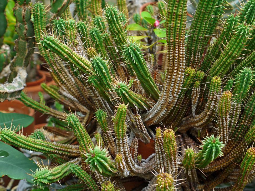 Free Image of Cacatus Plant Euphorbia Mammillaris 