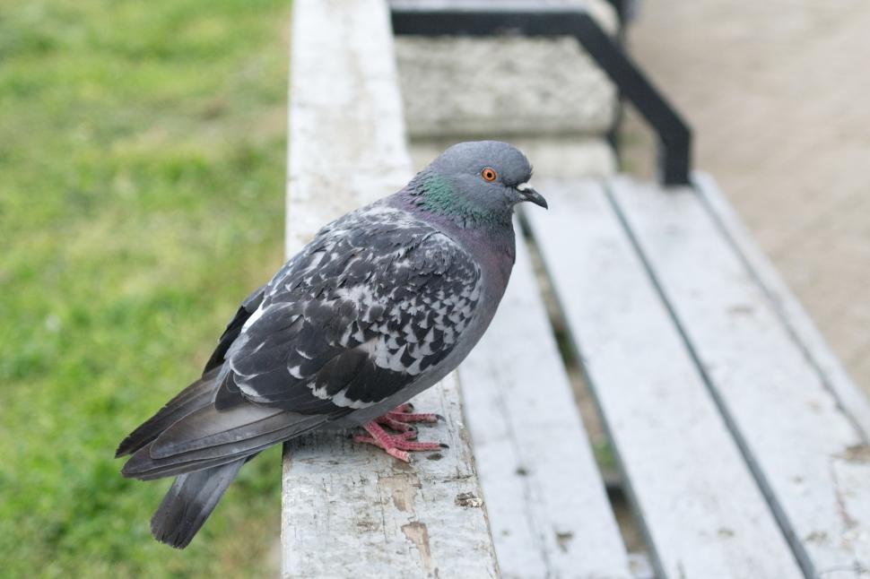 Free Image of Pigeon 