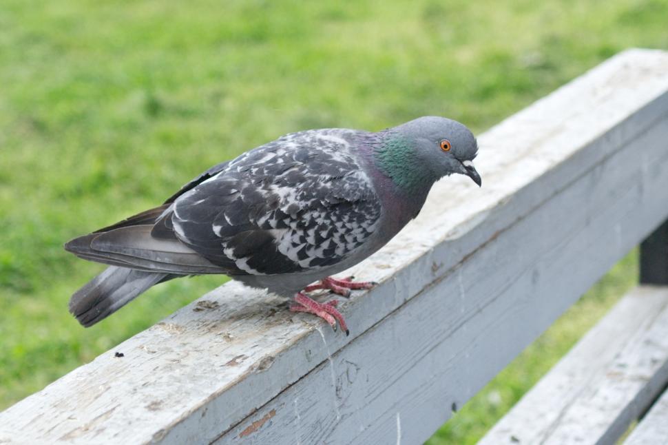 Free Image of Pigeon 