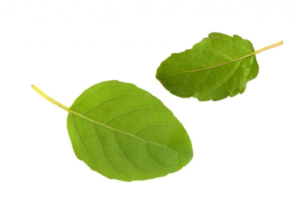 Free Image of Basil Leaves 