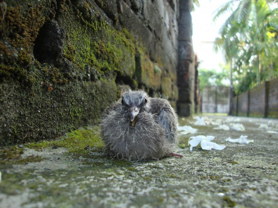 Free Image of Resting Dove 