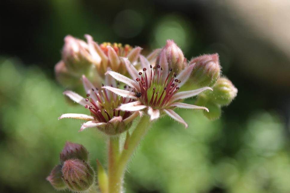 Free Image of Succulent Hens and Chicks Blooms 