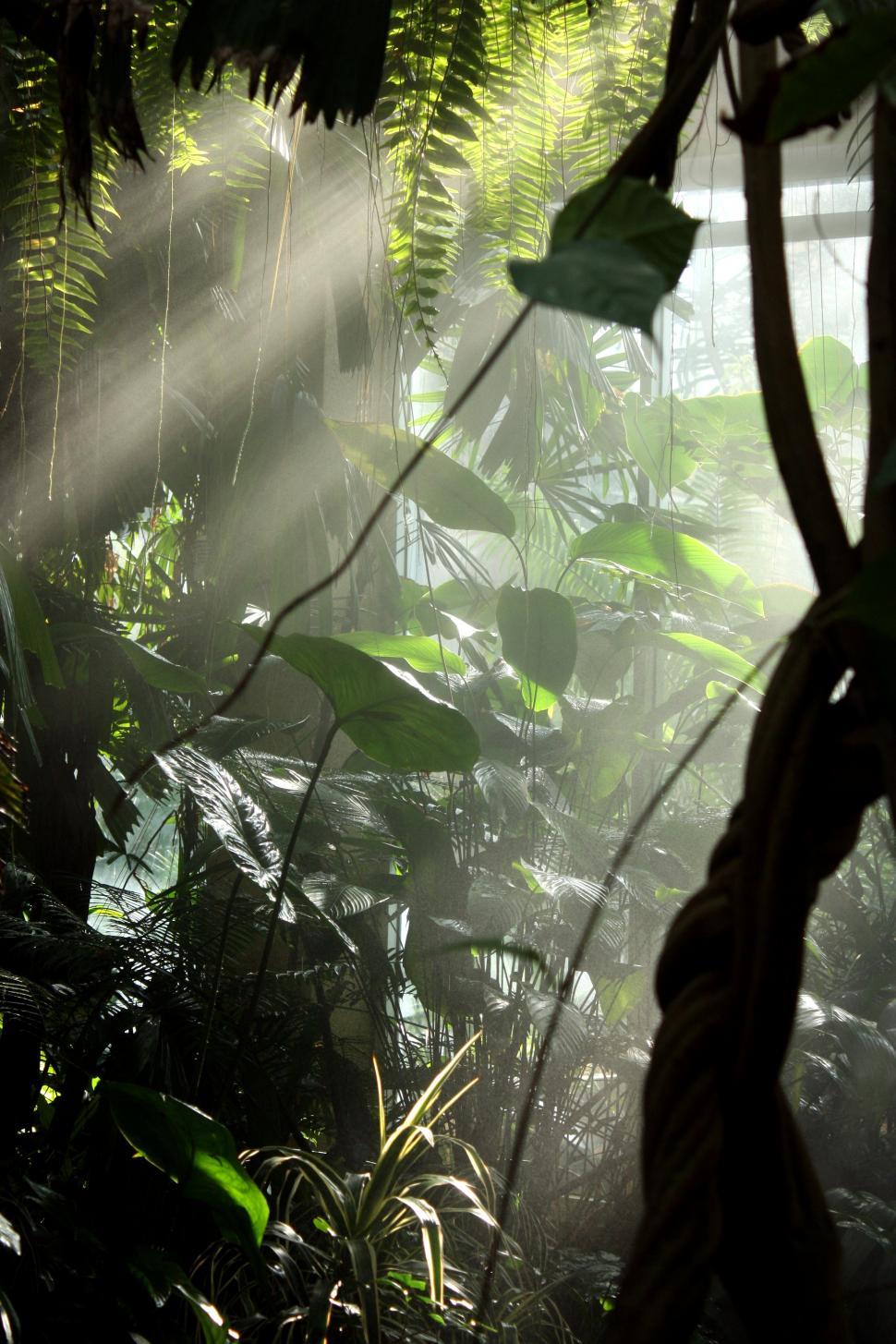 Free Image of Sunlight shining through mist and tropical foliage 