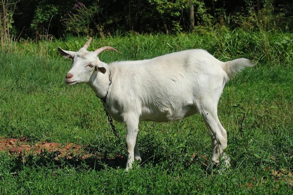 Free Image of Goat 