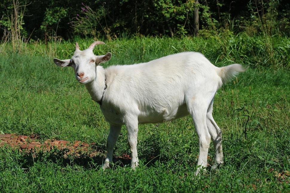 Free Image of Goat 