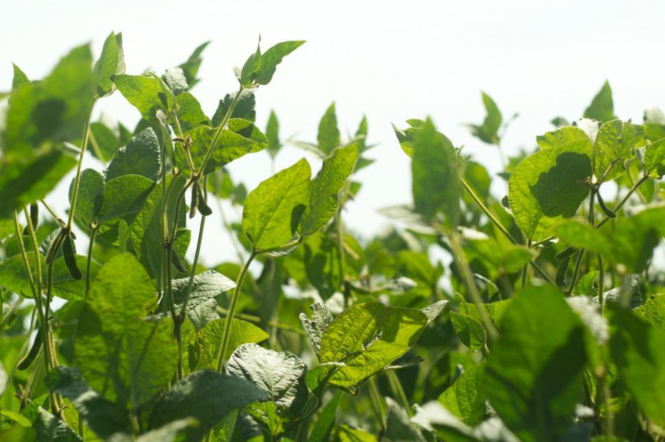 Free Image of Soy plants 