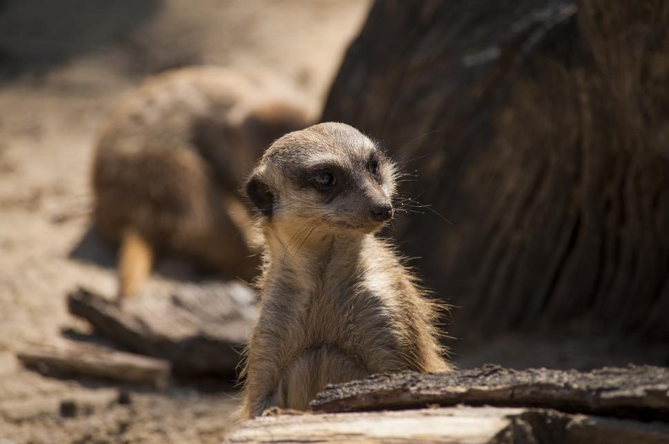 Free Image of Meerkat 