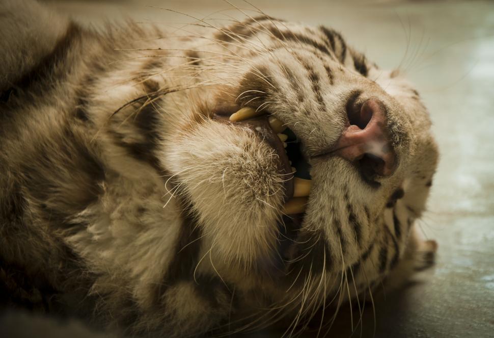 Free Image of Tiger teeth 