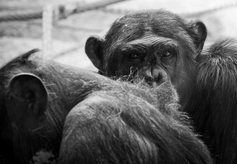 Free Image of Ape look 