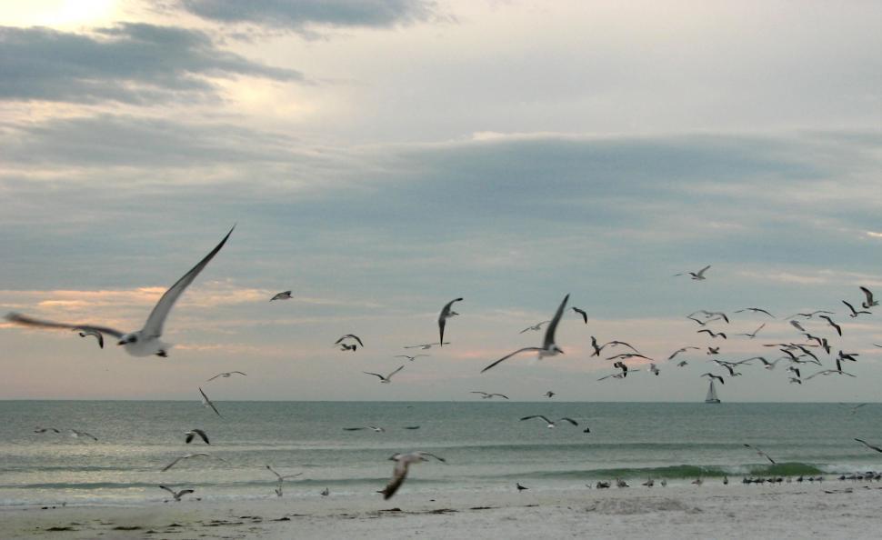 Free Image of Seagulls flying over the beach at sunset 
