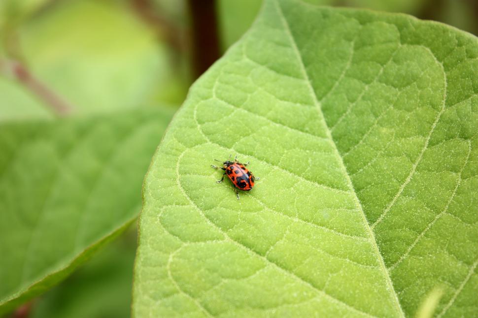Free Image of A ladybug on a large green leaf 