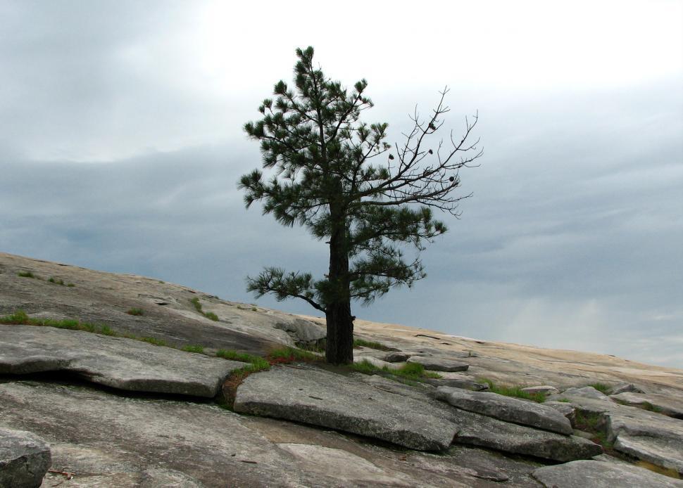 Free Image of A single tree growing on a rock face of a mountain 
