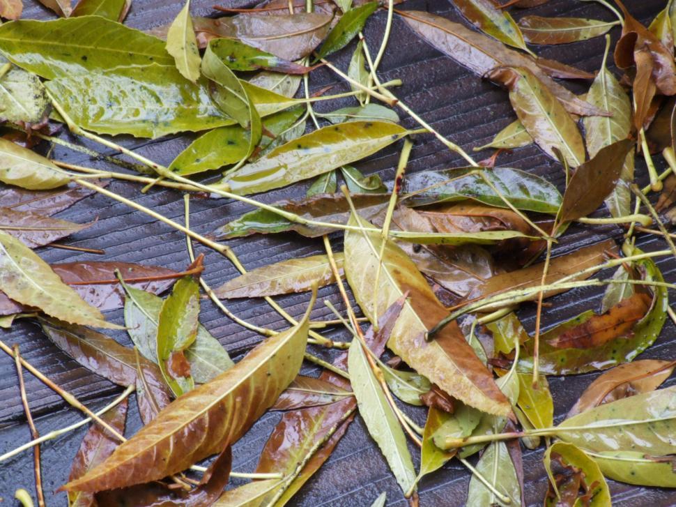 Free Image of Leaves 