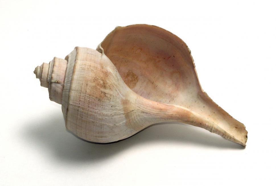 Free Image of A sea shell isolated on a white background 