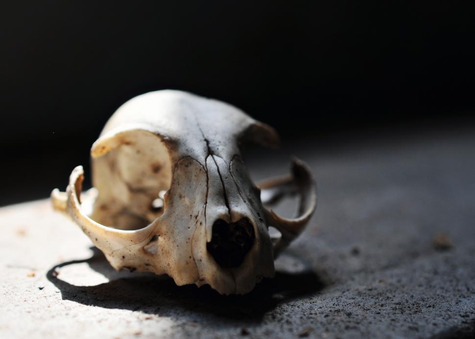 Free Image of Skull 