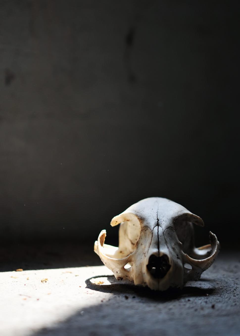 Free Image of Skull 