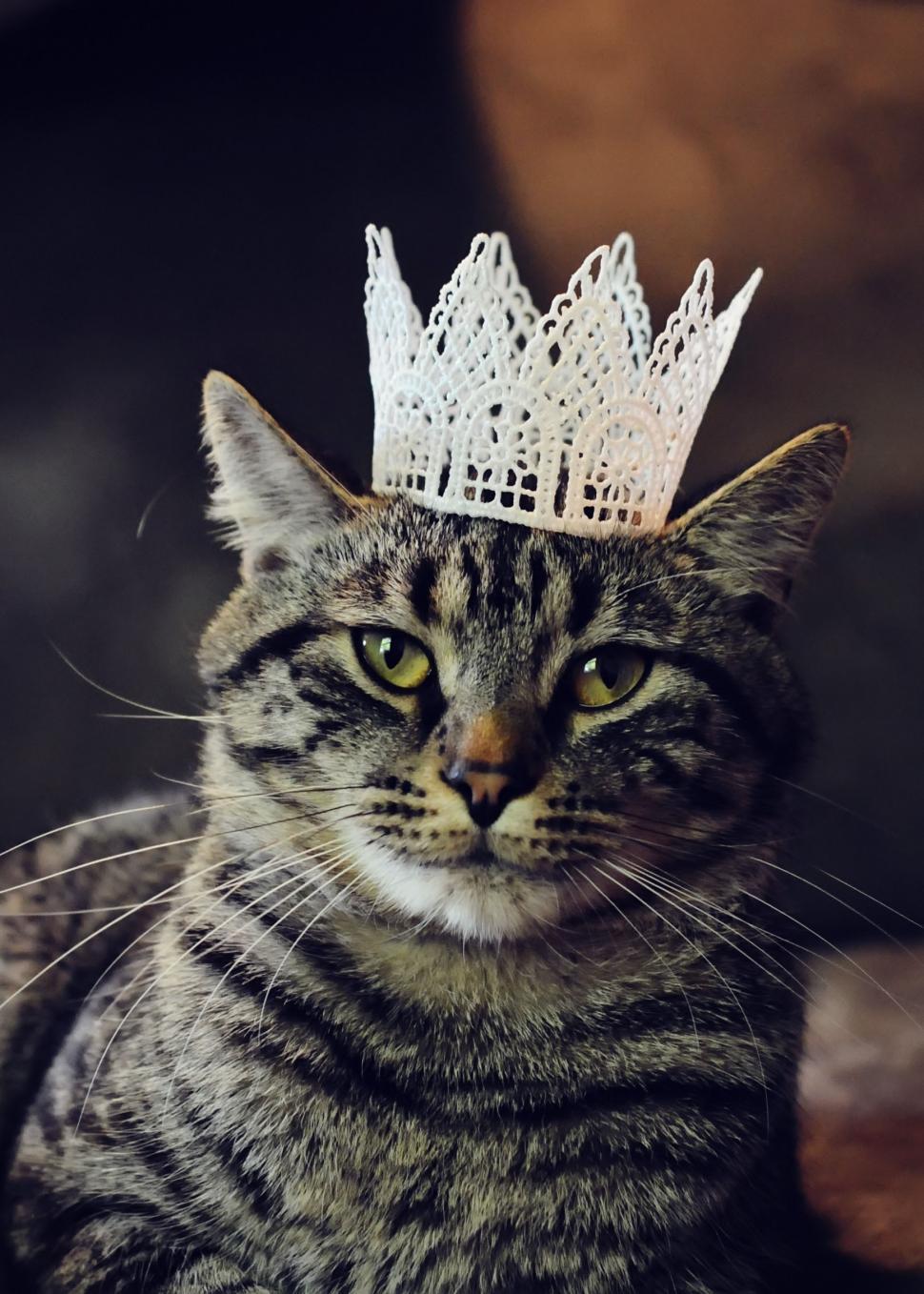 Free Image of Cat  