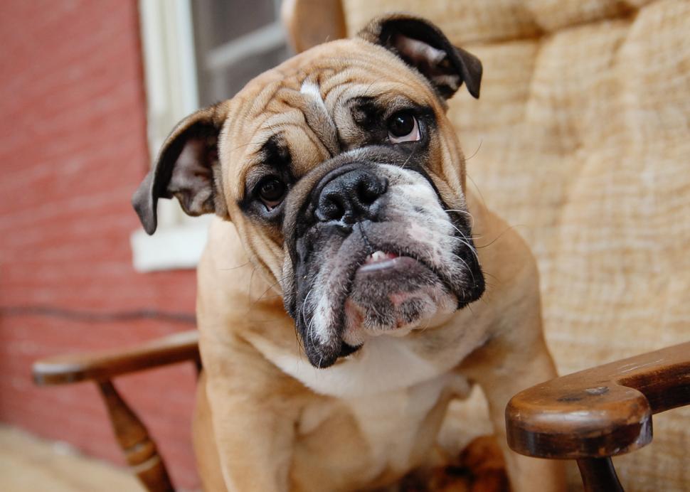 Free Image of Bulldog 