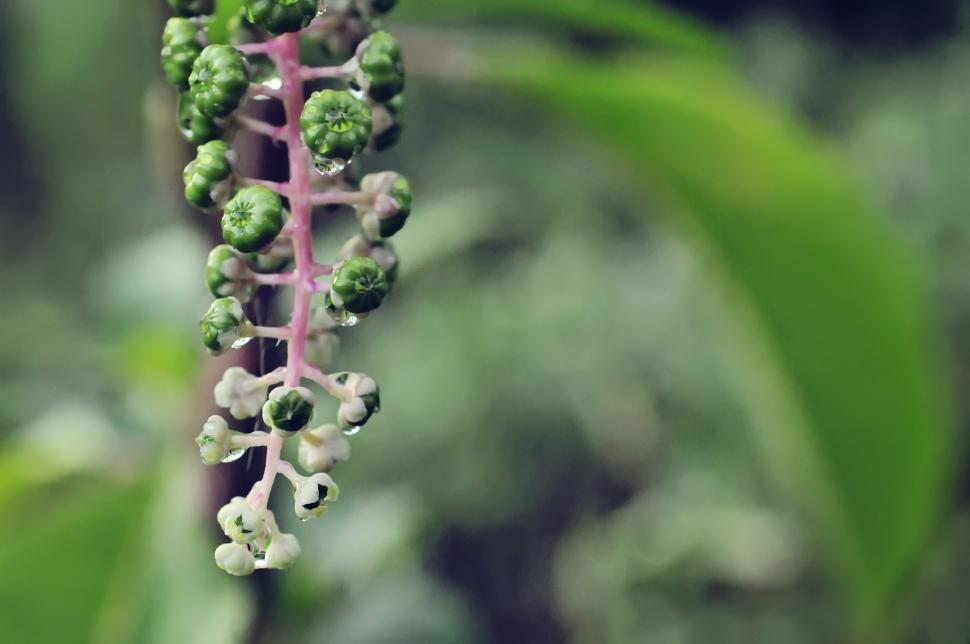 Free Image of Seeds 