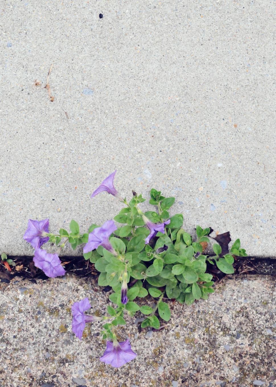 Free Image of Crack 