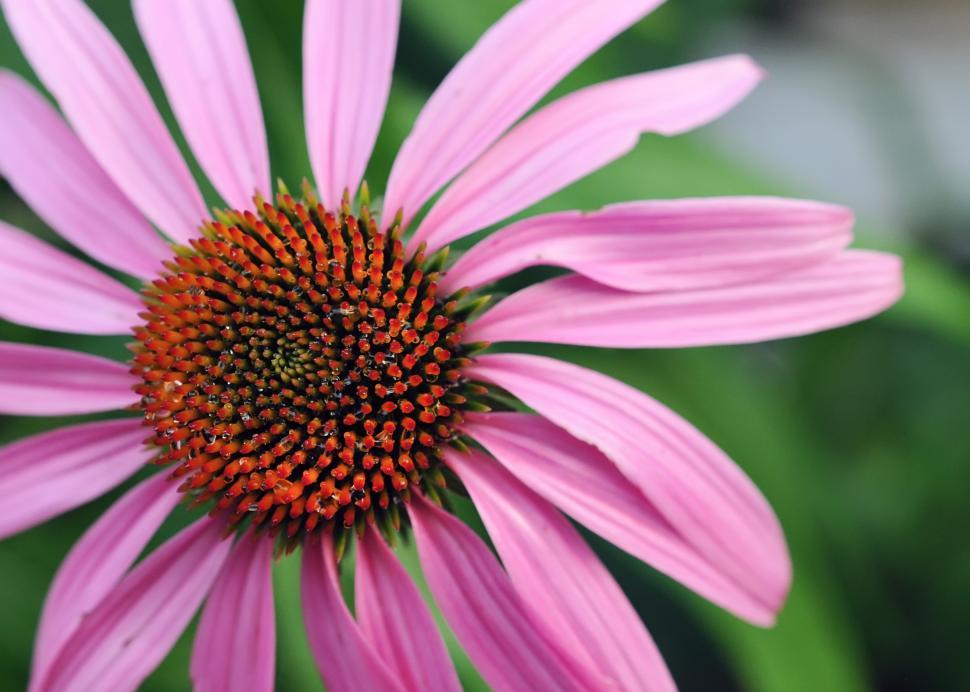 Free Image of Flower 